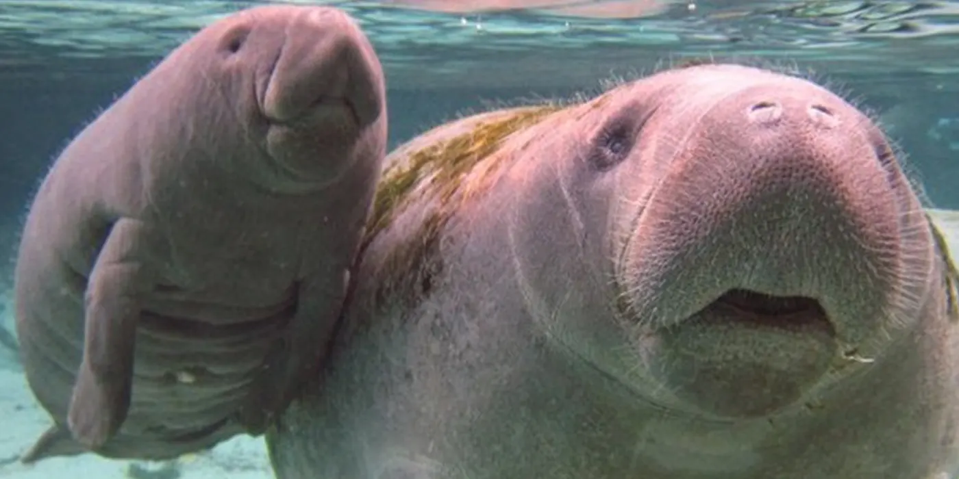 The 13 Best Places to Visit in the USA in the Winter 24 Crystal River, Florida