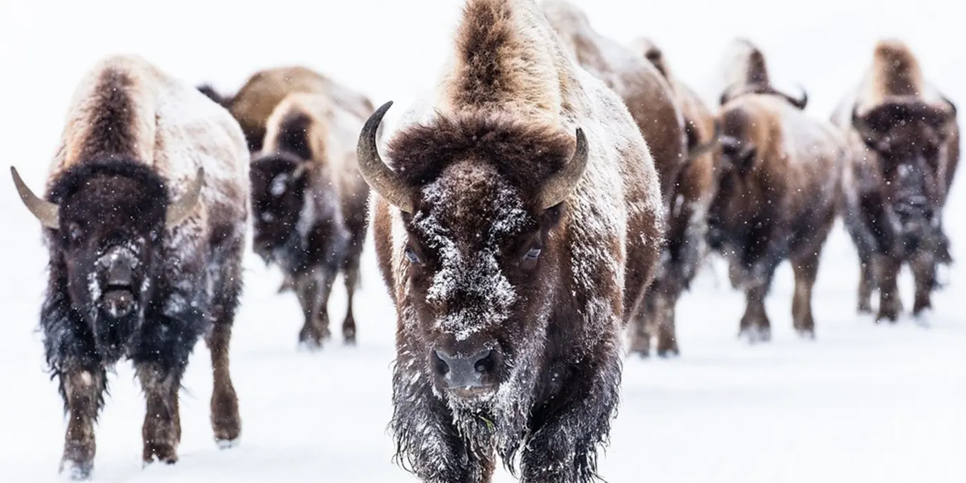 The 13 Best Places to Visit in the USA in the Winter 16 Yellowstone National Park, Wyoming